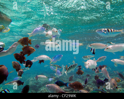 Kind, Schnorcheln mit tropischen Fischen, Malolo Lailai Island, Mamanuca Inseln, Fidschi-Inseln, Süd-Pazifik Stockfoto