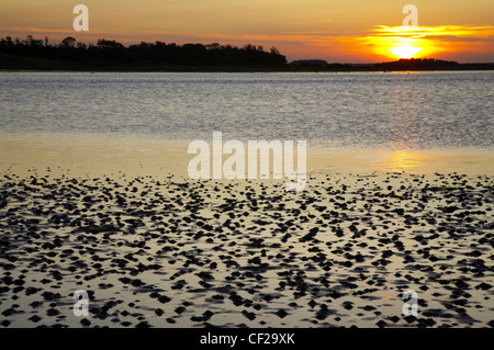 Sonnenuntergang über Budle Bay in der Nähe von Bamburgh und Teil der Northumberland-Erbe-Küste. Stockfoto