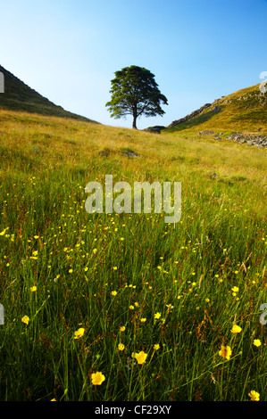 Northumberland National Park. Sycamore Gap, ein berühmtes Wahrzeichen entlang Hadrian Wall in der Hadrian Wall World Heritage Site. Stockfoto