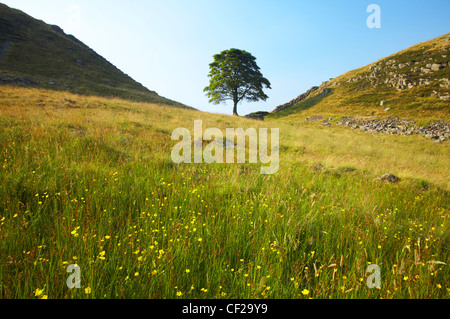 Northumberland National Park. Sycamore Gap, ein berühmtes Wahrzeichen entlang Hadrian Wall in der Hadrian Wall World Heritage Site. Stockfoto