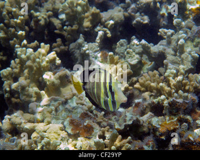 Sailfin Tang (Zebrasoma Veliferum), Malolo Lailai Island, Mamanuca Inseln, Fidschi-Inseln, Süd-Pazifik Stockfoto