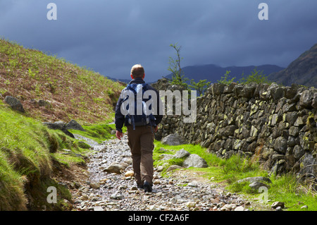 Lake District National Park. Ein Wanderer zu Fuß entlang der Cumbria Weg in der Nähe von Chapel Stile, in Richtung Dungeon Ghyll und die Lang Stockfoto