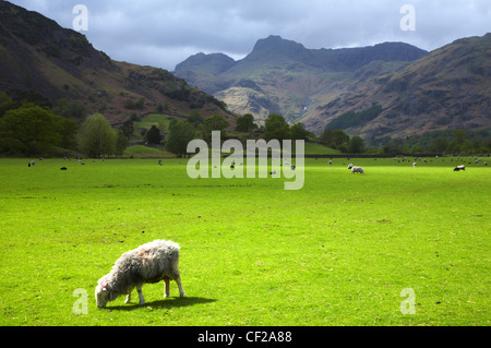 Der Lake District National Park. Schafe grasen auf einem Feld nahe Kapelle Stil mit Langdale Berge in der Ferne. Stockfoto