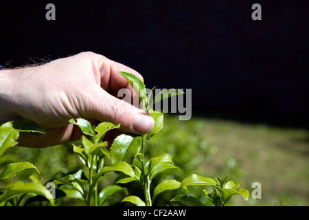 Eine Nahaufnahme von einem Gärtner Teeblatt Kommissionierung auf Tregothnan Estate in Cornwall. Stockfoto