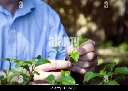 Eine Nahaufnahme von einem Gärtner Teeblatt Kommissionierung auf Tregothnan Estate in Cornwall. Stockfoto