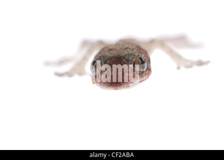 Gecko Babe isoliert auf weißem Hintergrund Stockfoto