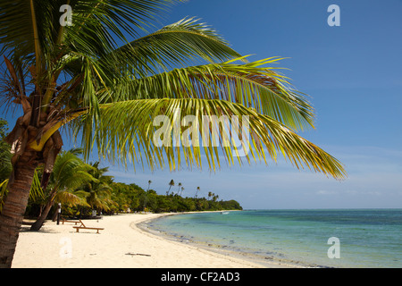 Strand und Palmen Bäume, Malolo Lailai Island, Mamanuca Inseln, Fidschi-Inseln, Süd-Pazifik Stockfoto