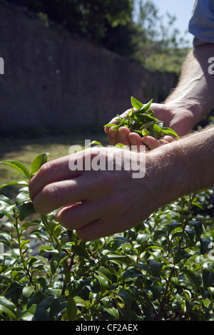 Kommissionierung Tee fährt um Tregothnan, die einzige kommerzielle Teeplantage in Großbritannien. Stockfoto