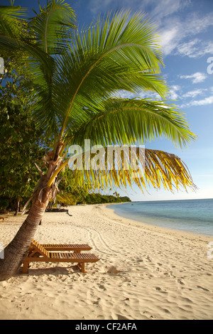 Strand und Palmen Bäume, Malolo Lailai Island, Mamanuca Inseln, Fidschi-Inseln, Süd-Pazifik Stockfoto