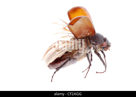 fliegende braun Skarabäus-Käfer isoliert auf weißem Hintergrund Stockfoto