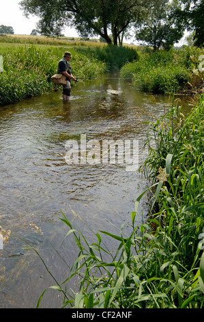 Ein Angler stehen in einen kleinen Fluss-Fischen für Forelle an einem Sommertag. Stockfoto