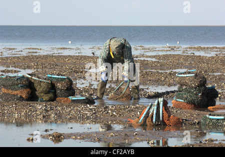 Muschel-Fischer sammeln von verwalteten Miesmuschelbänke bei Ebbe, in The Wash. Stockfoto