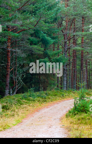 Forstverwaltung track läuft durch die Glenmore Forest Park in den Cairngorms National Park. Stockfoto