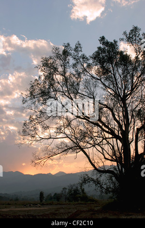 Ein Baum ist gegen die untergehende Sonne in der Nähe von Pai, Thailand Silhouette. Stockfoto