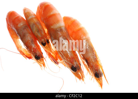 Delicious gekochte Garnelen isoliert in weiß Stockfoto