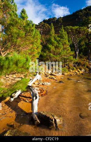 Stürmischer Wind wiegen sich die Zweige Waldkiefern, rund um die Lochan Uaine im Glenmore Forest Park. Stockfoto