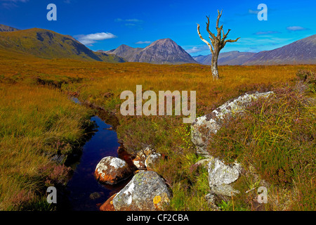 Ein einsamer toter Baum auf Rannoch Moor mit Buachaille Etive Mor, ein Berg am Eingang zum Glen Etive in der Ferne. Stockfoto