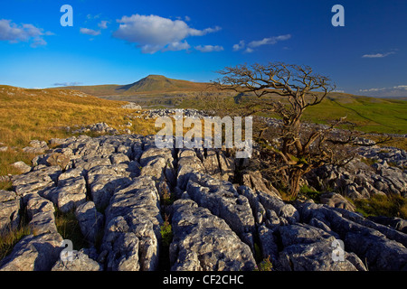 Blick auf Ingleborough, der zweite höchste Berg in den Yorkshire Dales und eines Yorkshire drei Zinnen, von Twistleton S Stockfoto