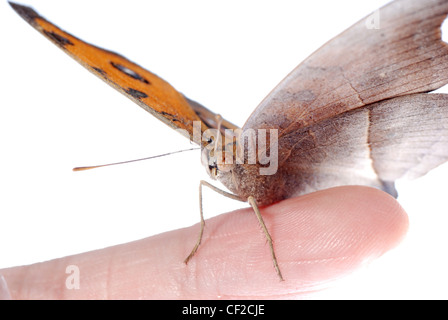 Schmetterling auf Finger isoliert auf weißem Hintergrund Stockfoto