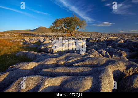 Blick auf Ingleborough, der zweite höchste Berg in den Yorkshire Dales und eines Yorkshire drei Zinnen, von oben Twistl Stockfoto