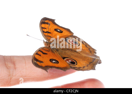 Schmetterling auf Finger isoliert auf weißem Hintergrund Stockfoto