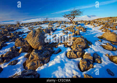 Schnee bedeckt die Kalkstein-Pflaster im Southerscales Naturreservat mit Whernside, ein Berg in den Yorkshire Dales, eines t Stockfoto