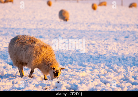 Schafe weiden auf dem Schnee bedeckt Feld in der Nähe der Stadt Otterburn. Stockfoto