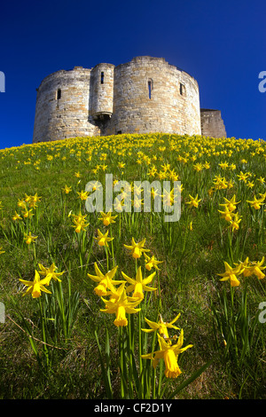 Frühling Blumen auf die Motte im Vorfeld Clifford es Tower, ein Bergfried erbaut in der zweiten Hälfte des dreizehnten Jahrhunderts, benannt nach achtern Stockfoto