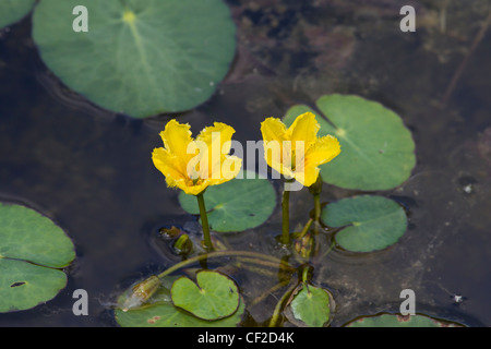 Europaeische Seekanne, Nymphoides peltata, gesäumte Seerose Stockfoto