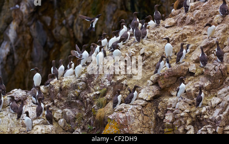 Common Murre (Uria Aalge) Porträt in der Natur. Stockfoto