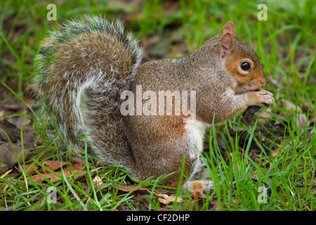 Grauhörnchen im Hyde Park. Stockfoto