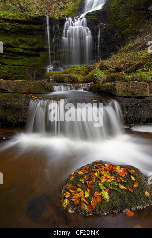 Scaleber Beck fließt über Scaleber Kraft, ein Multi-tiered Wasserfall in einer Schlucht in den Yorkshire Dales. Stockfoto