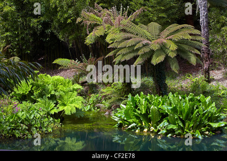 Exotische Pflanzen in The Jungle-Bereich von The Lost Gardens of Heligan. Stockfoto