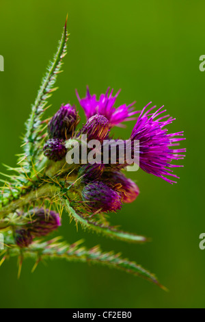 Nahaufnahme einer schottischen Distel Blüte im Juli. Stockfoto