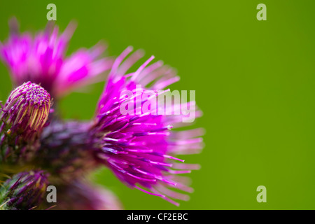 Nahaufnahme einer schottischen Distel Blüte im Juli. Stockfoto