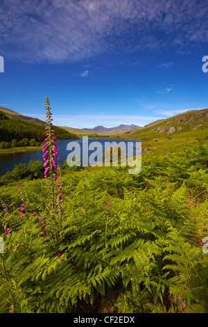 Blick über Llyn Mymbyr in Richtung Snowdon, der höchste Berg in Wales, in der Ferne. Stockfoto