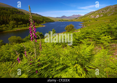 Blick über Llyn Mymbyr in Richtung Snowdon, der höchste Berg in Wales, in der Ferne. Stockfoto