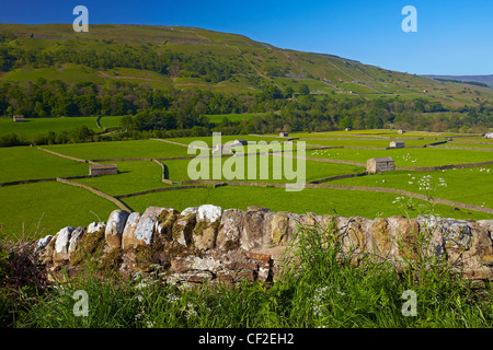 Naturstein-Mauern und Scheunen in den Wiesen am Gunnerside im Swaledale. Stockfoto