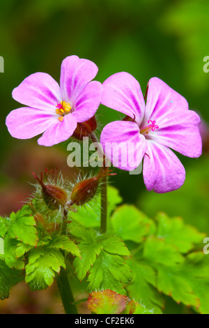 Nahaufnahme von Herb Robert (Geranium Robertianum), bekannt als Red Robin, Tod schnell kommen und Robert Geranium. Stockfoto