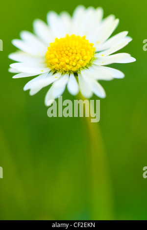 Nahaufnahme von einem gemeinsamen Gänseblümchen (Bellis Perennis) auch bekannt als Rasen Daisy und Englisch Daisy. Stockfoto