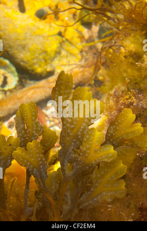 Algen wachsen in einem Rock Pool an der Küste von North Tyneside. Stockfoto