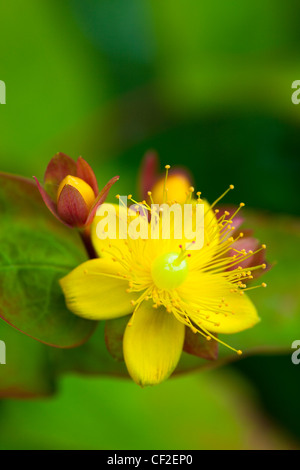 Nahaufnahme von Johanniskraut (Hypericum Perforatum) auch bekannt als Tipton Unkraut, Chase-Teufel oder Klamath Weed. Stockfoto