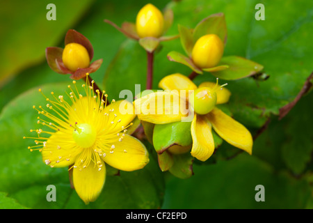 Nahaufnahme von Johanniskraut (Hypericum Perforatum) auch bekannt als Tipton Unkraut, Chase-Teufel oder Klamath Weed. Stockfoto