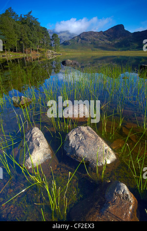 Blick über Blea Tarn mit Blick auf die Langdale Pikes. Stockfoto