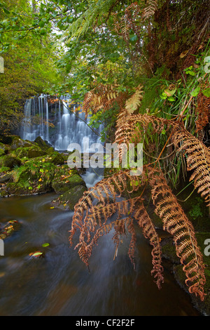 Hebden Beck fließt über Scala Kraft im Herbst. Stockfoto