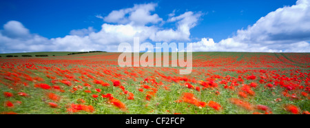 Mohn wächst in einem kommerziellen Mohn / wilde Blume Samen Feld in Northumberland. Stockfoto