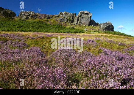 Die Kuh und Kalb, Felsen eine große Felsformation, bestehend aus einem Felsen und Felsbrocken, auch bekannt als Hangingstone, in Ilkley Quarr Stockfoto