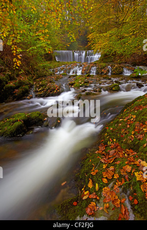 Stock Ghyll fließt über einen Wasserfall durch den Wald im Herbst. Stockfoto