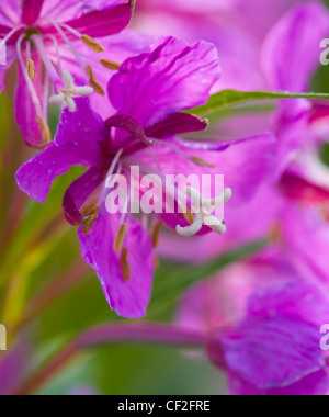 Rosebay Weidenröschen (Epilobium Angustifolium) wachsen neben einer Landstrasse. Stockfoto