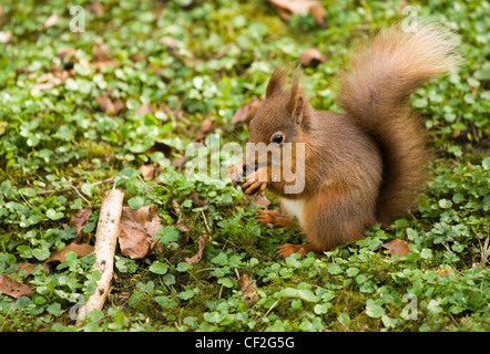 Ein Eichhörnchen Essen eine Mutter in einem kleinen Flecken des Northumberland Wald. Eichhörnchen haben zum Teil einer bedrohten Spezies geworden. Stockfoto